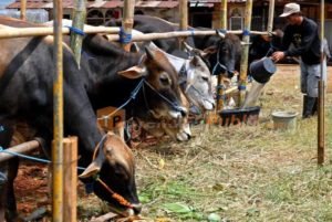 Daerah Siapkan 94 Hewan Kurban Pada Tahun Ini