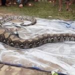 Heboh Ular Piton 9 Meter Ditemukan Warga Padang