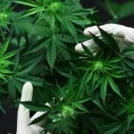 Parlemen Meksiko Perdebatkan Legalisasi Ganja