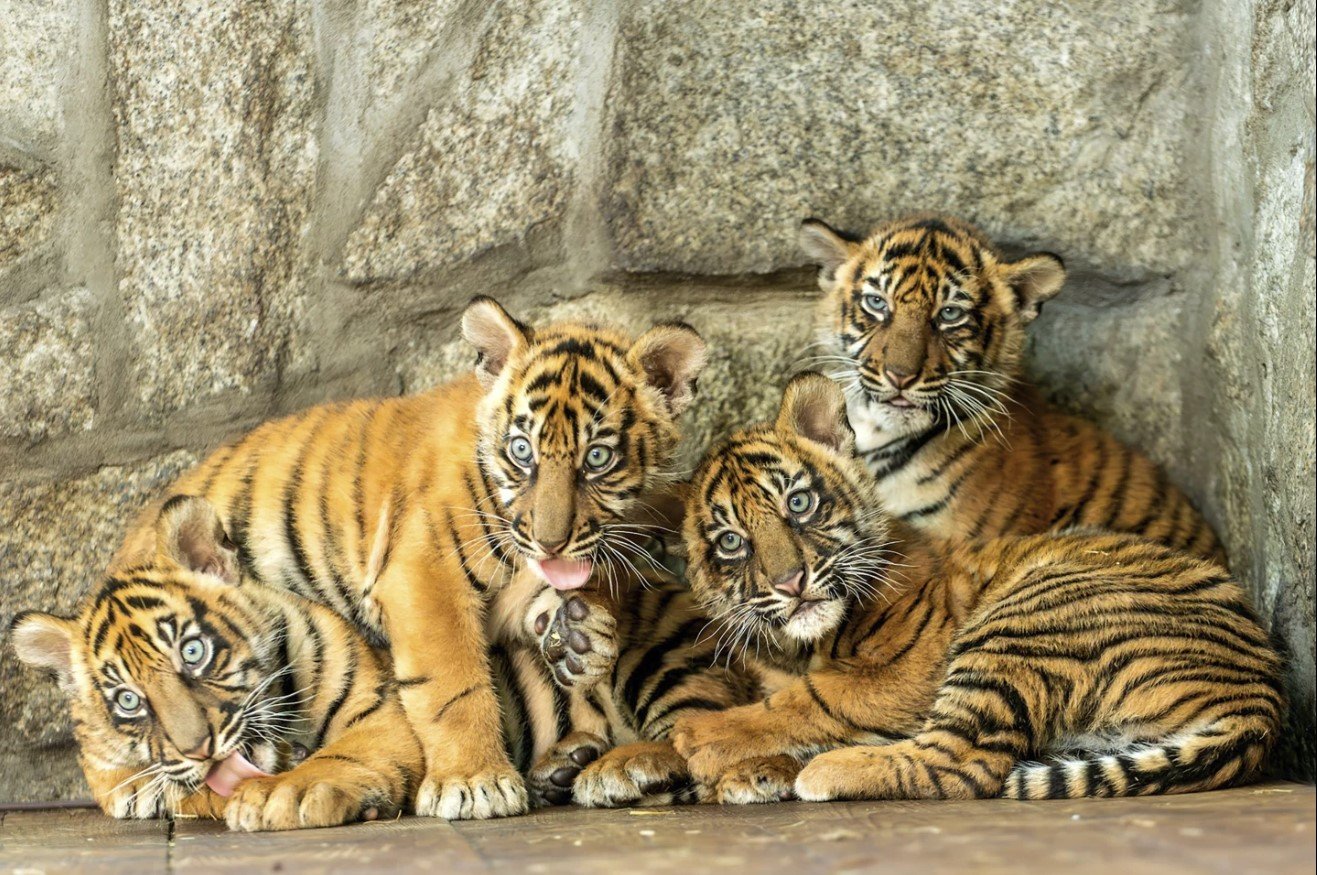 Keempat anak harimau yang sedang bermain di kebun binatang Wroclaw Polandia