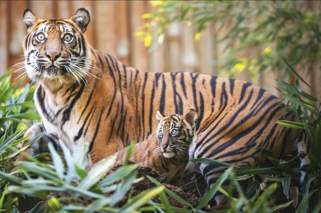 Harimau betina yang bernama Nuri bersama sala satuh anaknya di kebun binatan Wroclaw