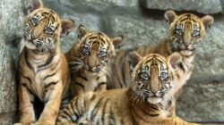 Kebun Binatang Polandia Rayakan Kelahiran 4 Harimau Sumatera yang Terancam Punah