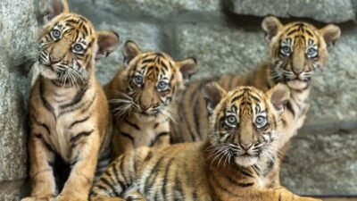 Kebun Binatang Polandia Rayakan Kelahiran 4 Harimau Sumatera yang Terancam Punah