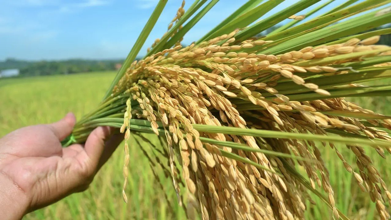 Peneliti China Berhasil Kembangkan Gen Hibrida Tanaman Padi