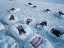 Ratusan Mayat Dibiarkan Berserakan di Gunung Everest