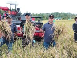 Bupati Bolmut SJL dan Wabup MAP Panen Perdana Padi di Desa Pontak