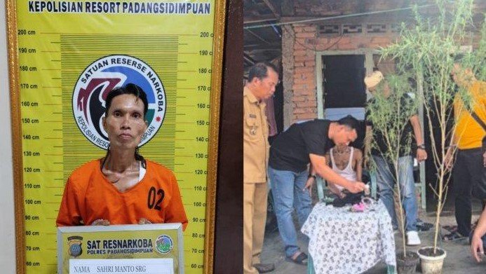 Warga Padangsidimpuan Nekat Tanam Ganja di Halaman Rumah