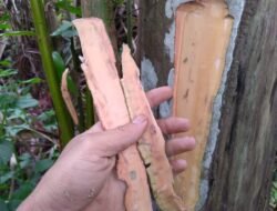 Manfaat Kayu Manis untuk Gula Darah: Solusi Alami Pengontrol Diabetes