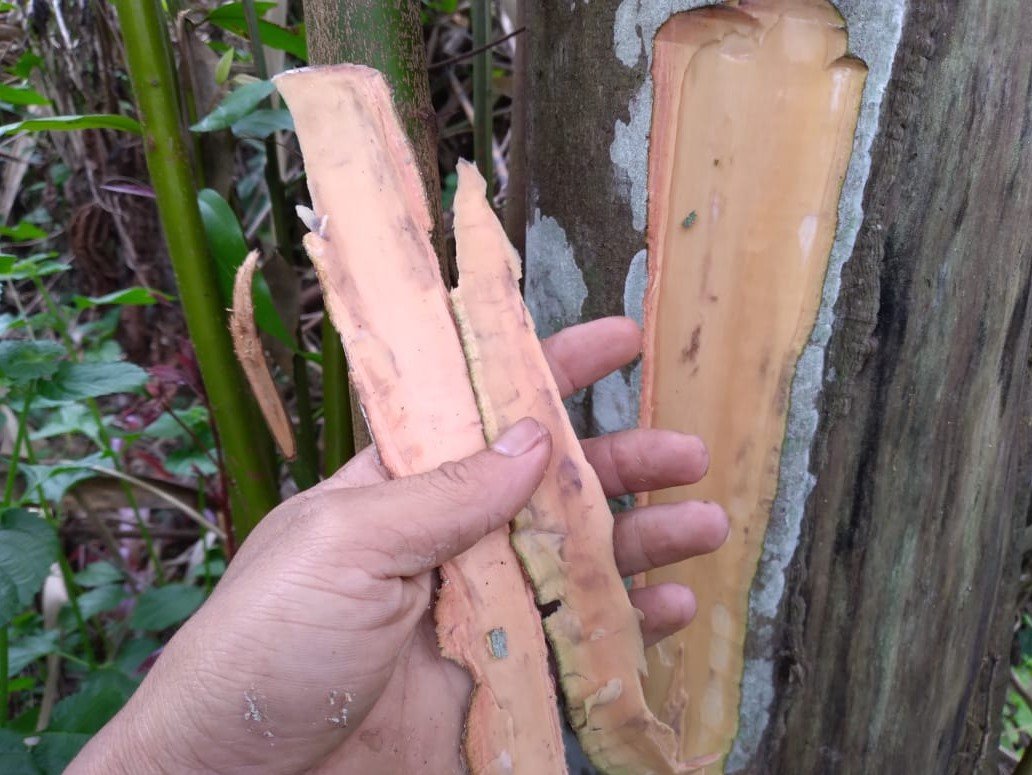 Manfaat Kayu Manis untuk Gula Darah: Solusi Alami Pengontrol Diabetes