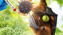 Petugas karantina memperketat pengawasan virus Nipah di Bandara Soekarno-Hatta