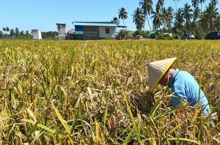 Kondisi pertanian Bolmut yang mendukung ketahanan pangan daerah