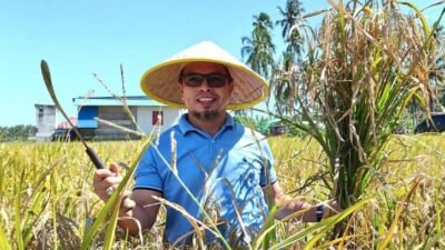 Bupati Bolmut saat panen padi bersama petani