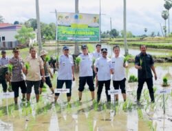 Penanaman Padi Perdana, Bupati Bone Optimalkan Lahan Rawa di Awangpone